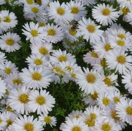 Aster-dum.-Schneekissen-e1512743129856.jpg