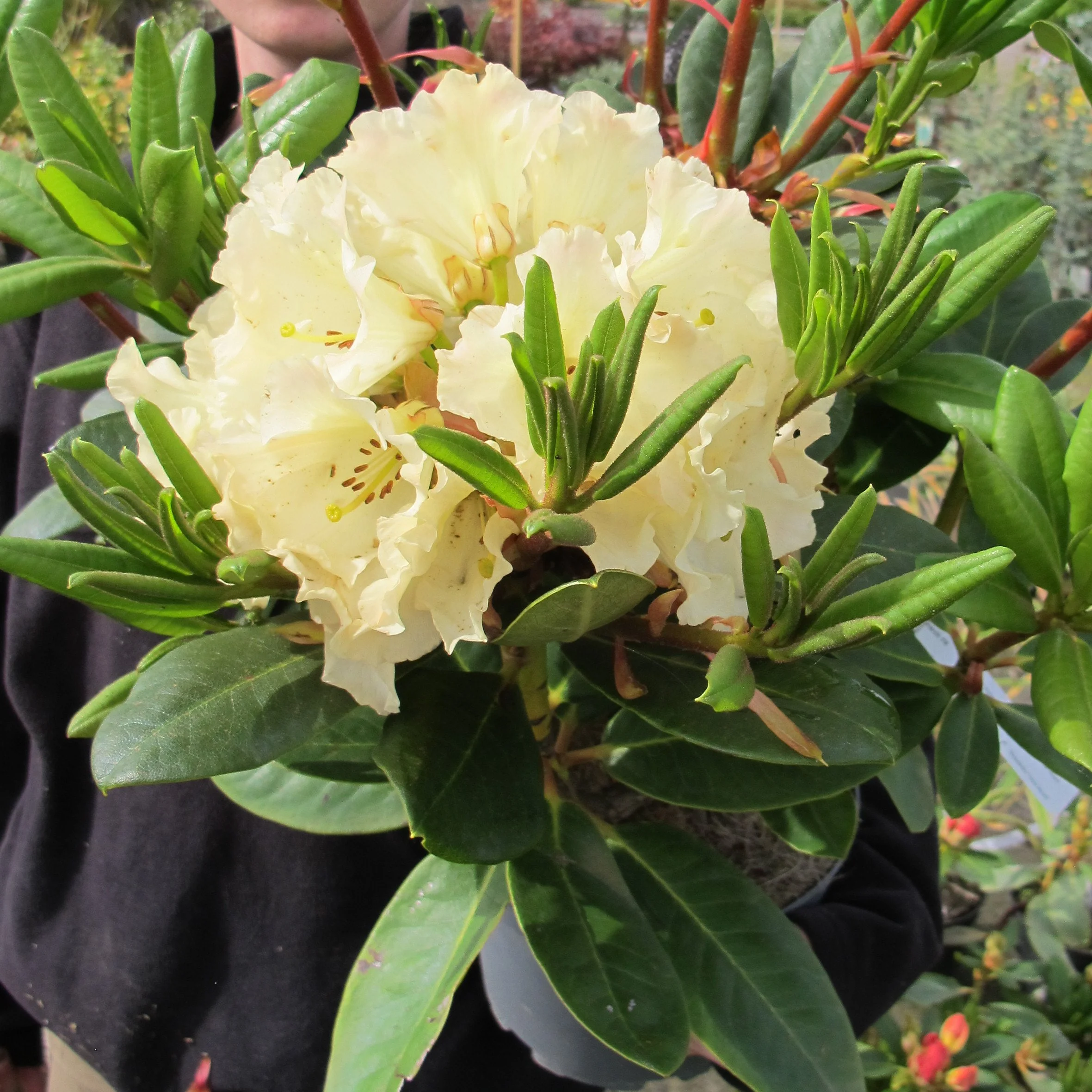 rhododendron-jaune-horizon-monarch_0016799.jpg