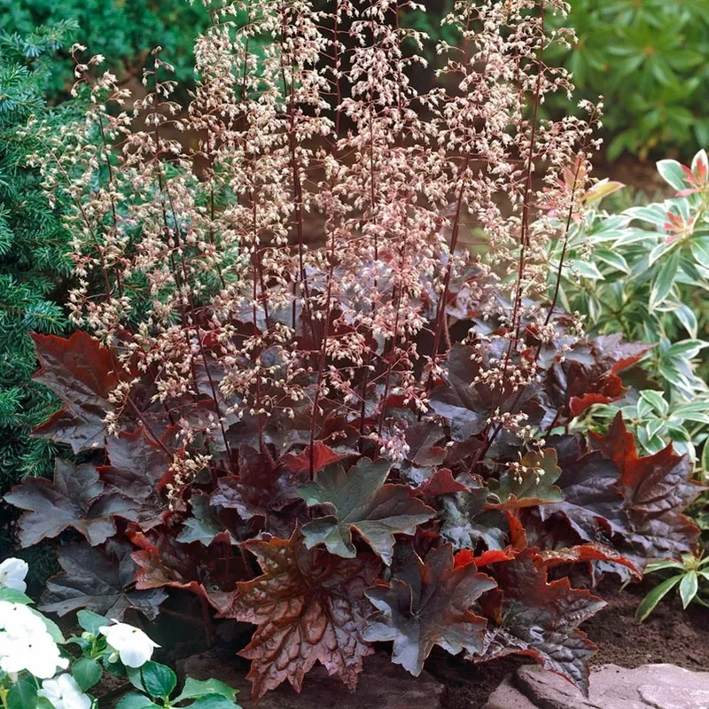 heuchera-palace-purple-coral-bells-with-flowers.webp