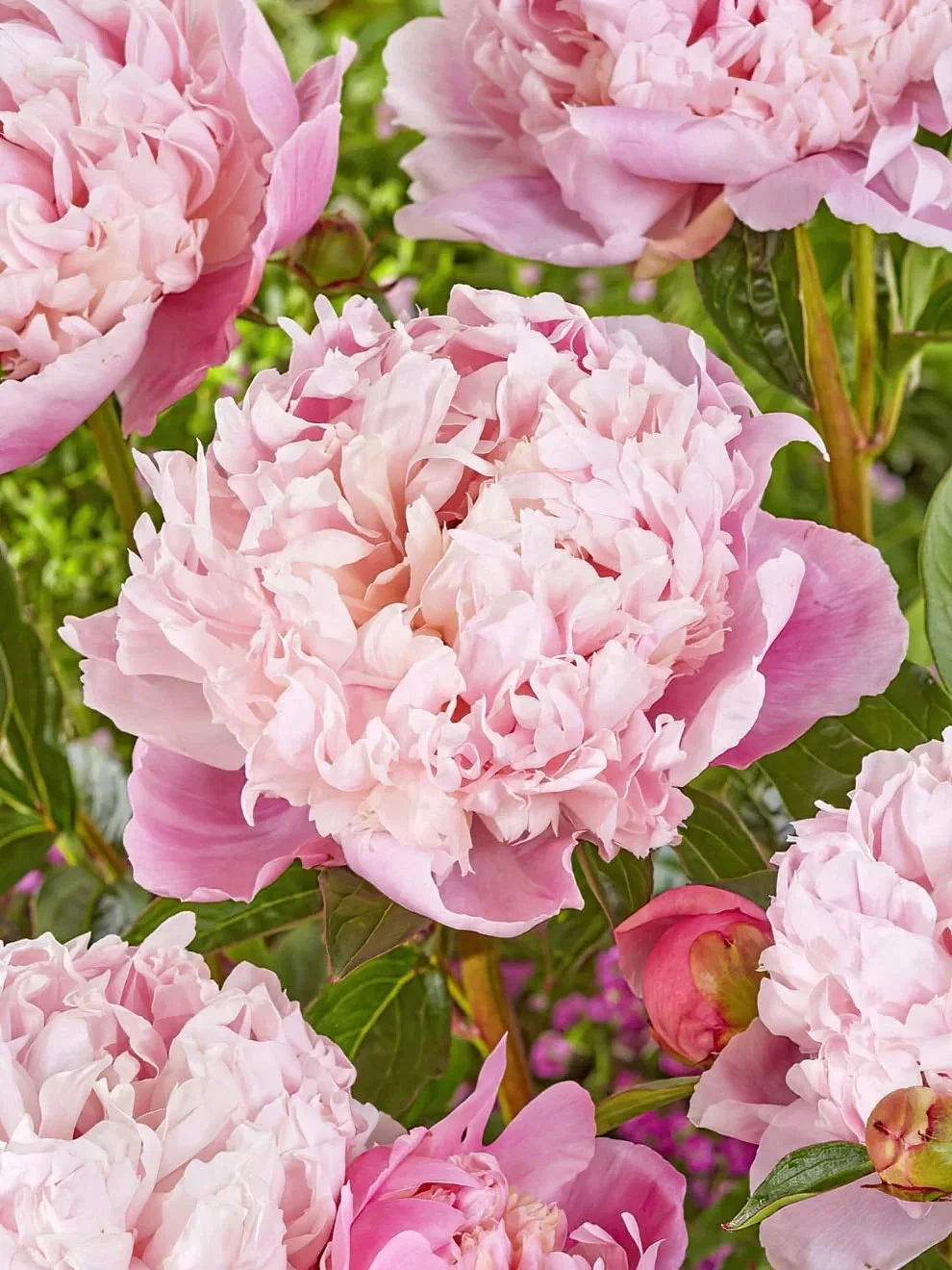 Peony Sherly Temple - 3Ltr Pot