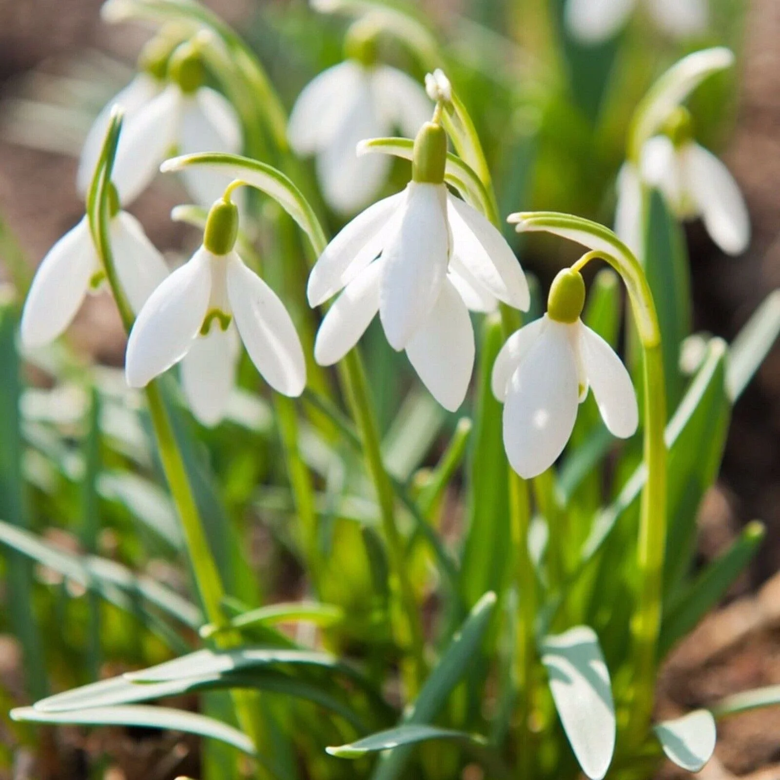 Snowdrops Galanthus Mix 10x Bulbs