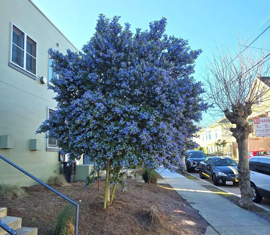 Ceanothus-small-tree-edit.jpg