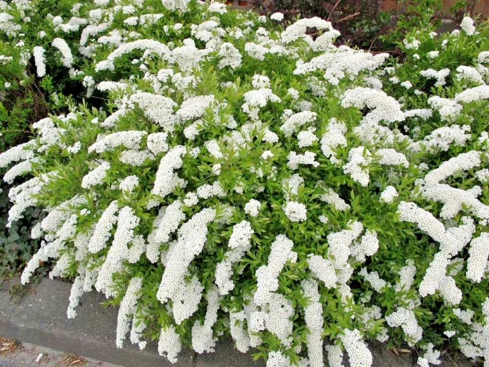 Spiraea Arguta White Wreath 3Ltr Pot