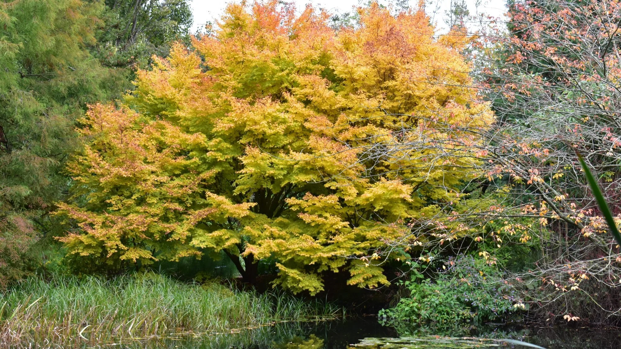 Acer-palmatum-Sango-Kaku-1-2000x1125.jpg