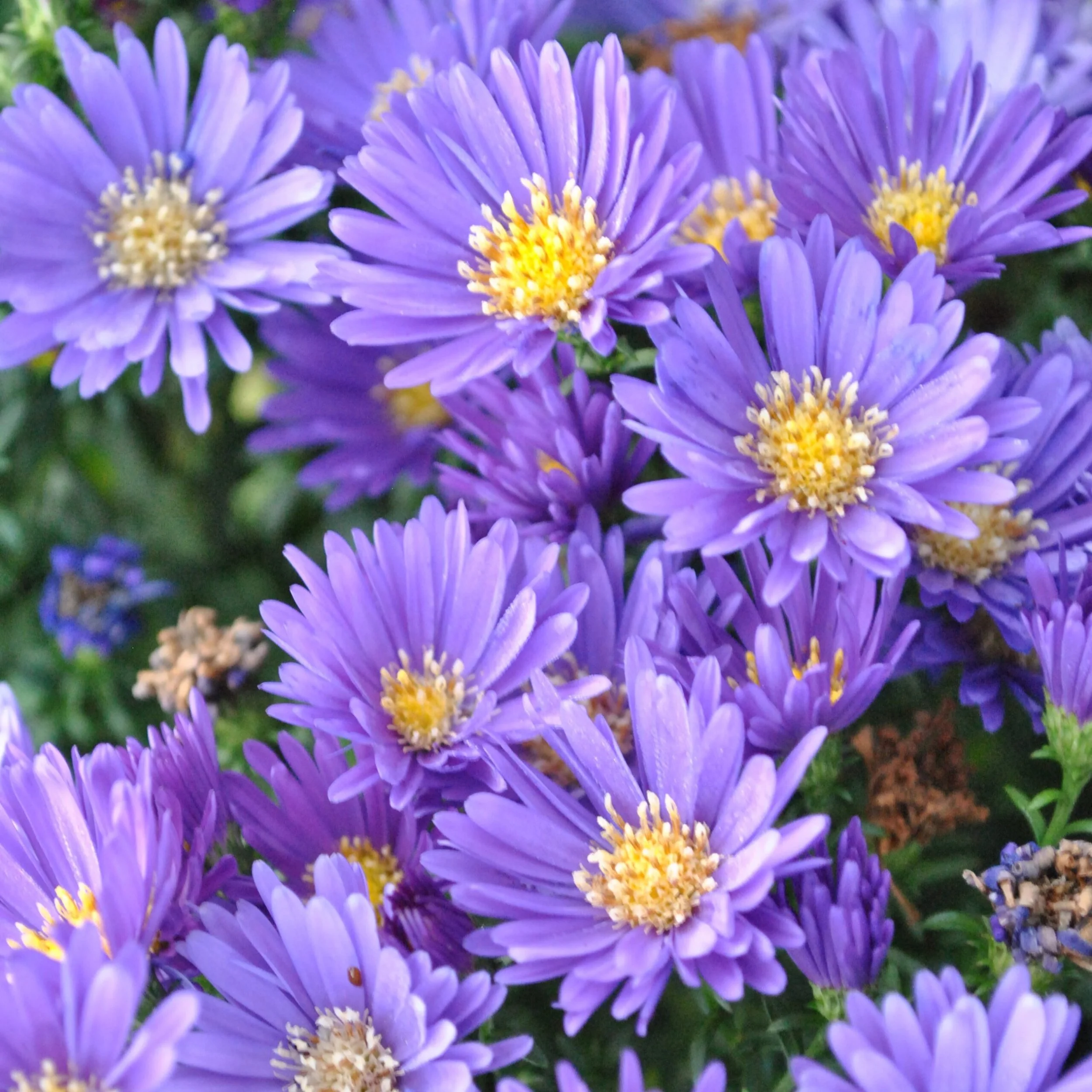 Aster-dumosus-Island-Samoa-Pudeasters-scaled.jpg
