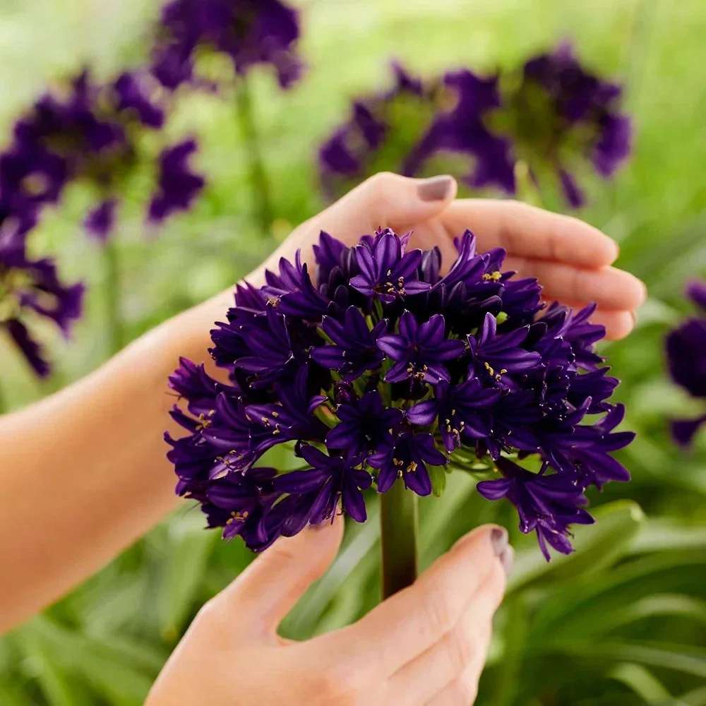 Agapanthus Black Buddhist - 3Ltr Pot