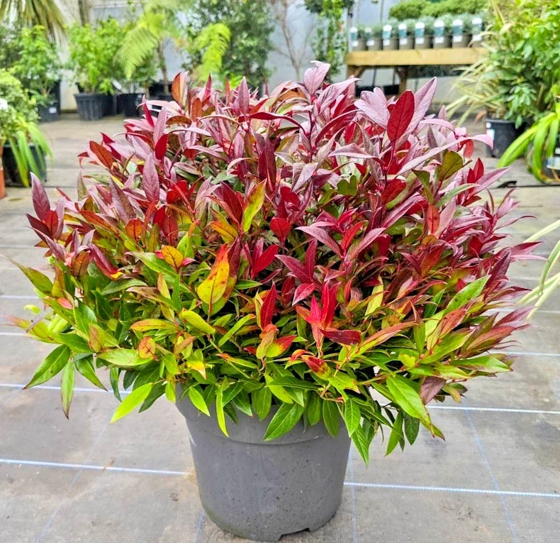 Leucothoe Zeblid Scarletta Dog Hobble 10Ltr Pot