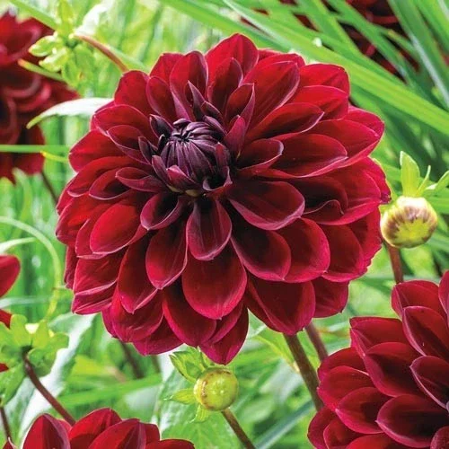 Dahlia Arabian Night - 3Ltr Pot