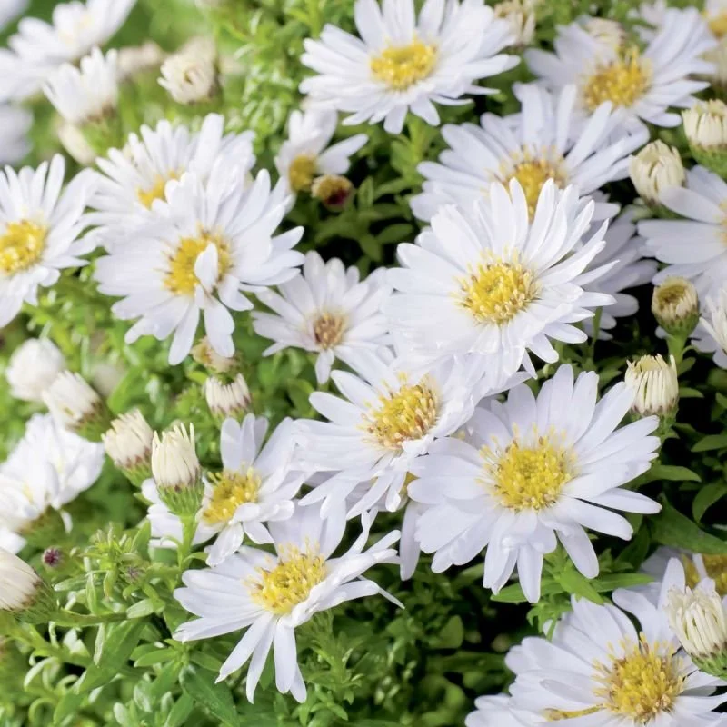 Aster Schneekissen - Deluxe 3Lt Pot