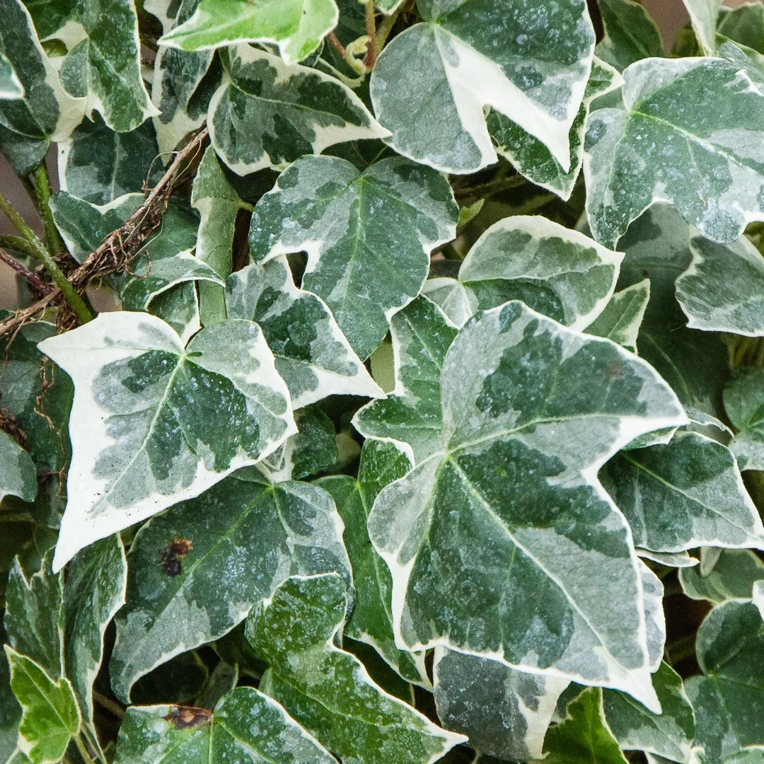 hedera-helix-glacier-3l-english-ivy-1080x1080-649c47b740bd1_src.webp