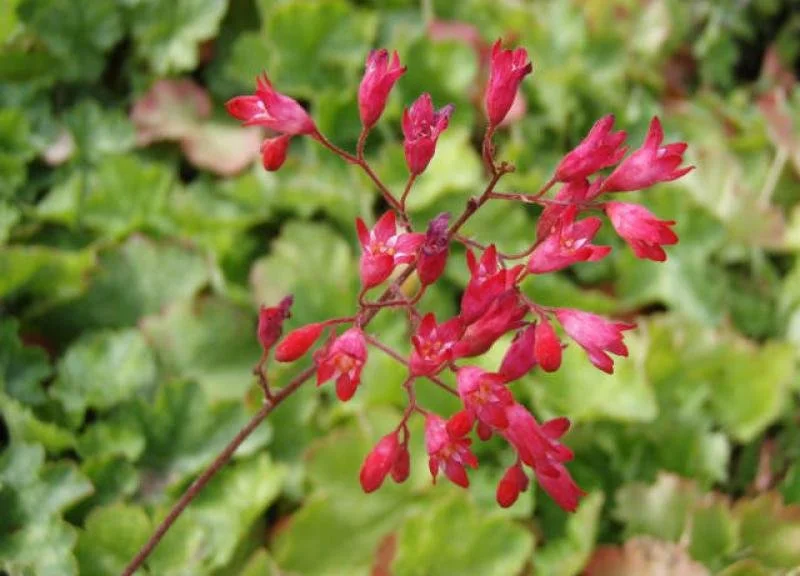 1677_0_-Heuchera-sanguinea-Leuchtkaefer-Purpurgloeckchen-Leuchtkaefer.jfif