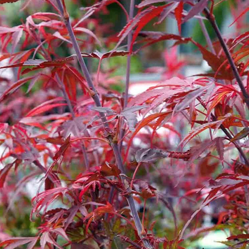 acer-shaina.jpg