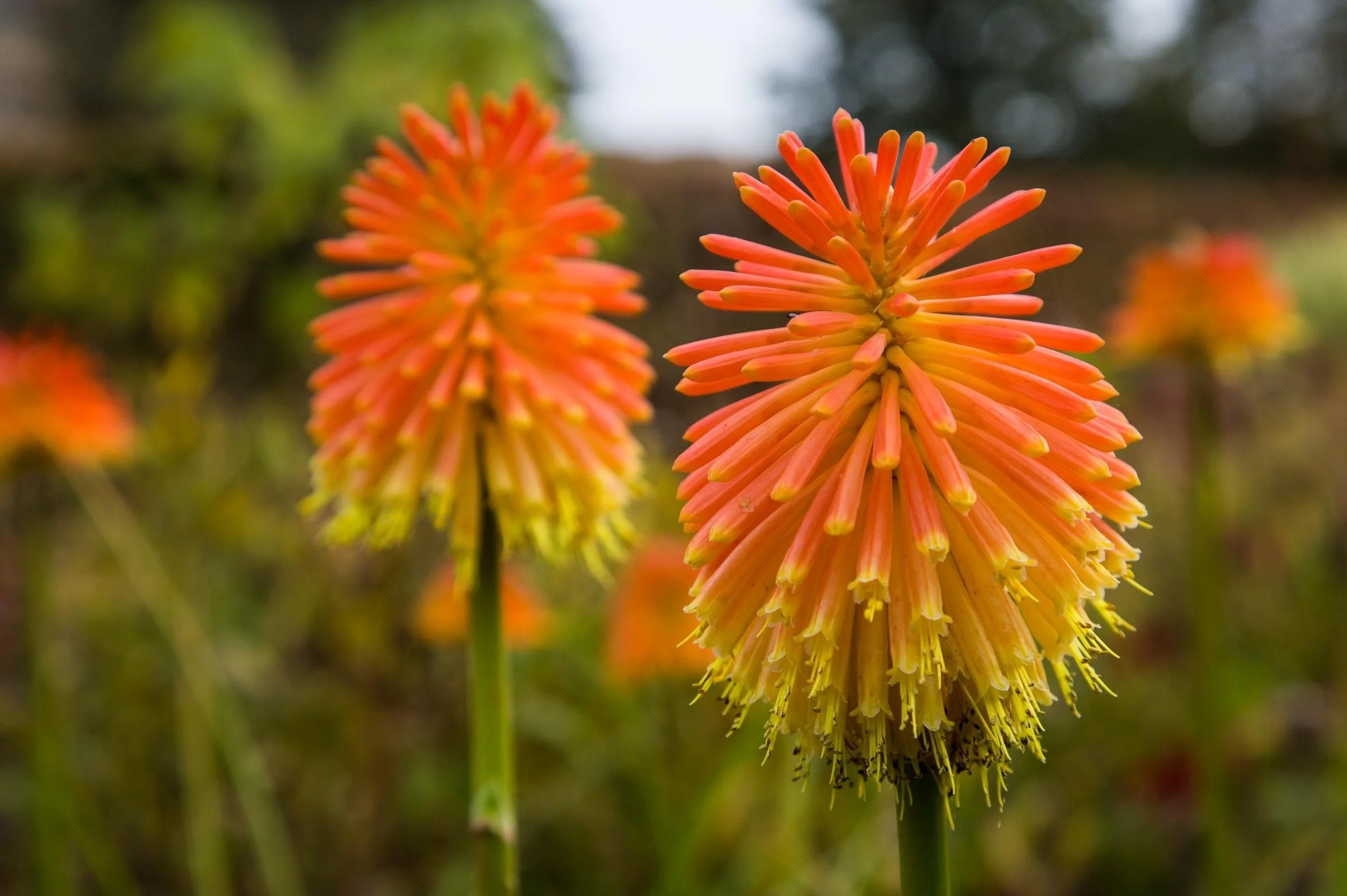 kniphofia-rooperi-red-hot-poker-4e8.jpg