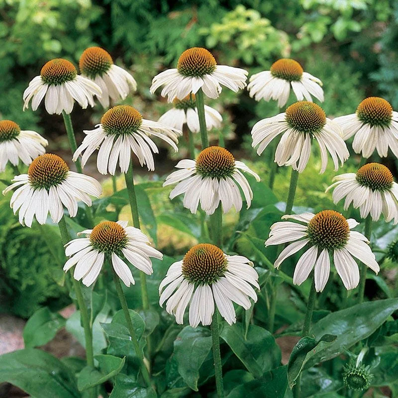 coneflower_whiteswan1.jpg