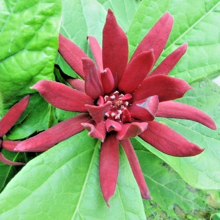 Calicanthus Floridus Allspice Bush- 5Ltr Pot