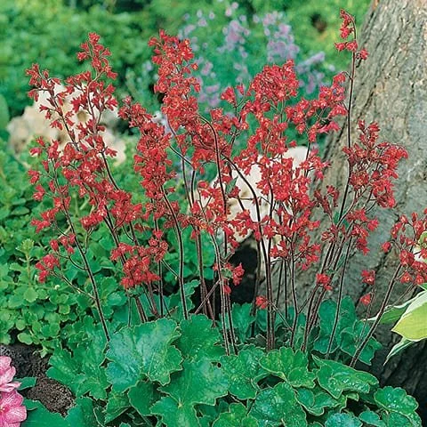 Heuchera-sanguinea-Leuchtkäfer_13007410.jpg