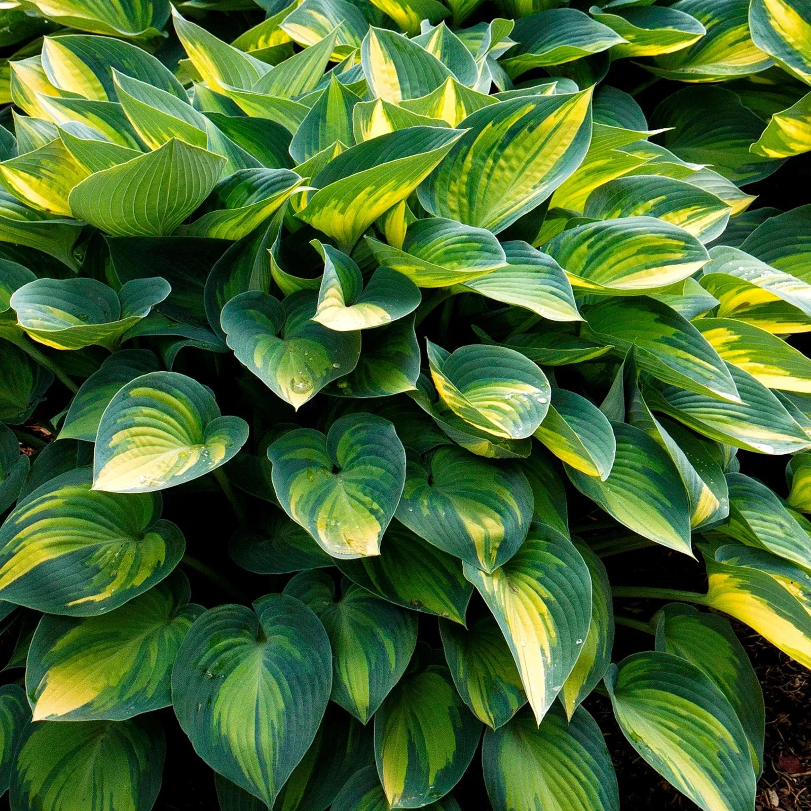 Hosta June Plantain Lily - 3Lt Pot