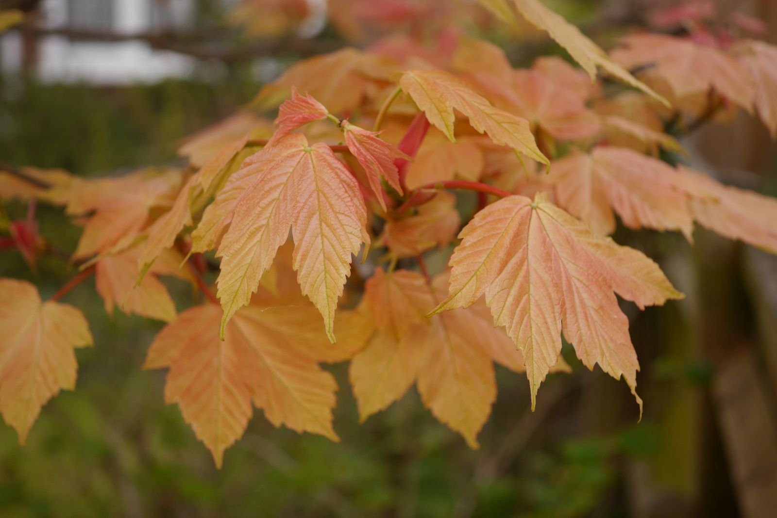 acer-pseudoplatanus-brilliantissimum-2.jpg
