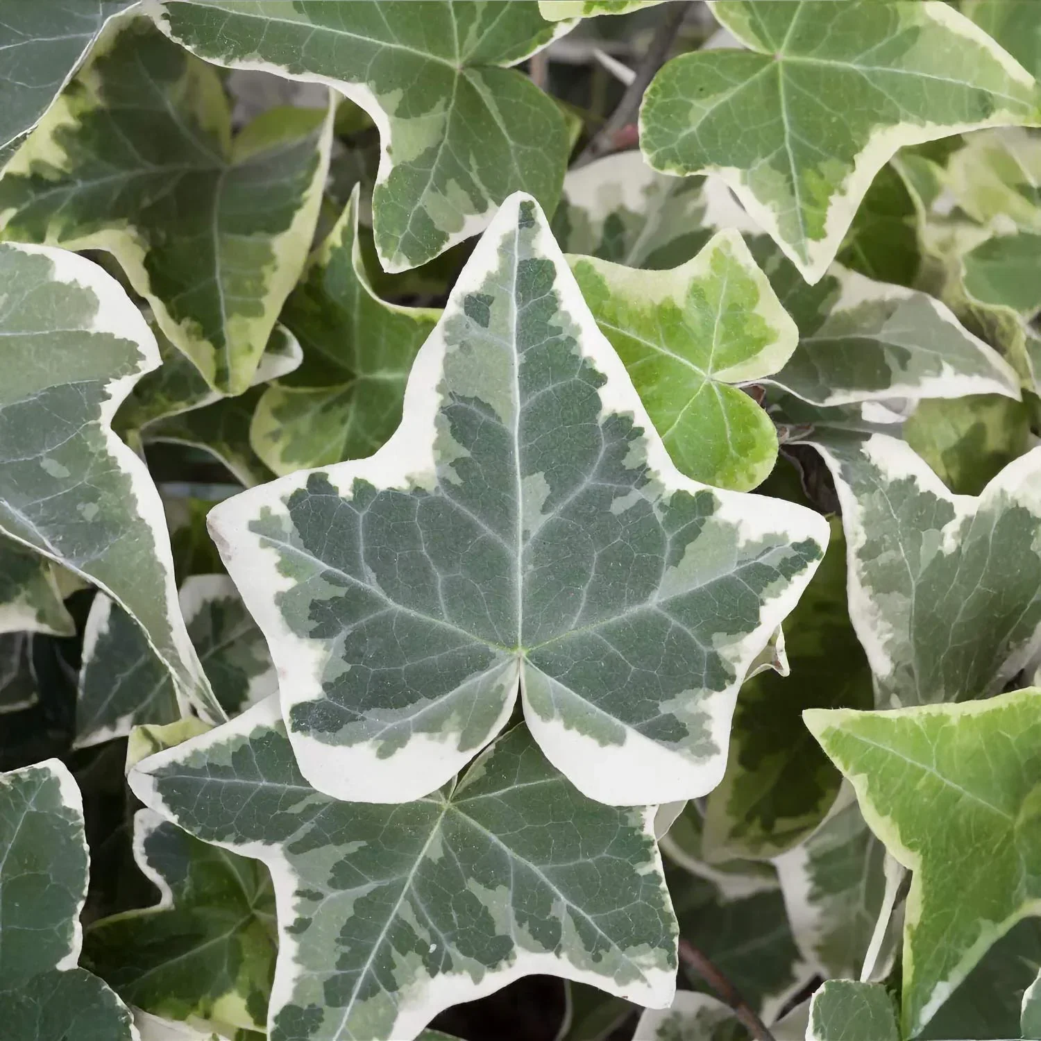 hedera-helix-glacier-04.webp