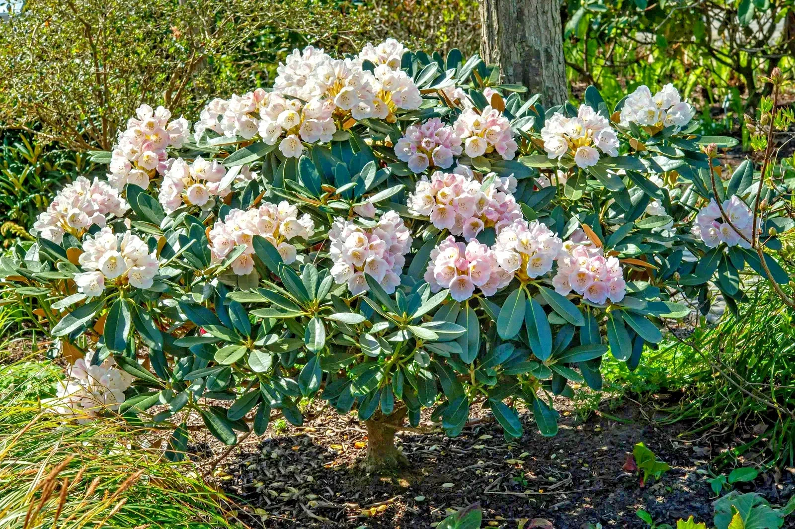 Rhododendron-Silbervelours - 4Ltr Pot