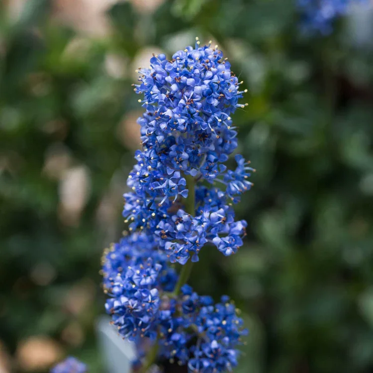 Ceanothus-southmead.webp