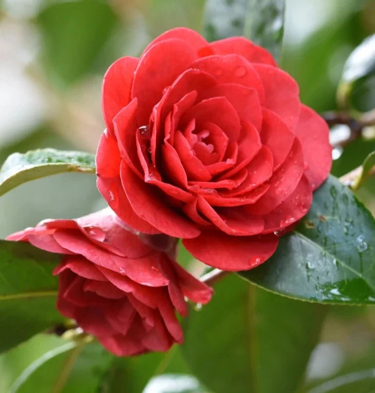 Camellia Japonica Williamsii Les Jury - 3Ltr Pot