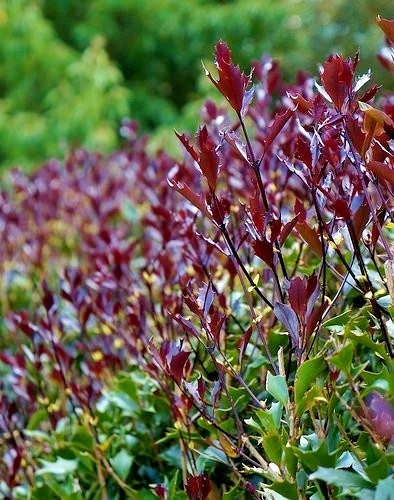 Osmanthus Heterophyllus Purple Holly Olive 3Ltr Pot