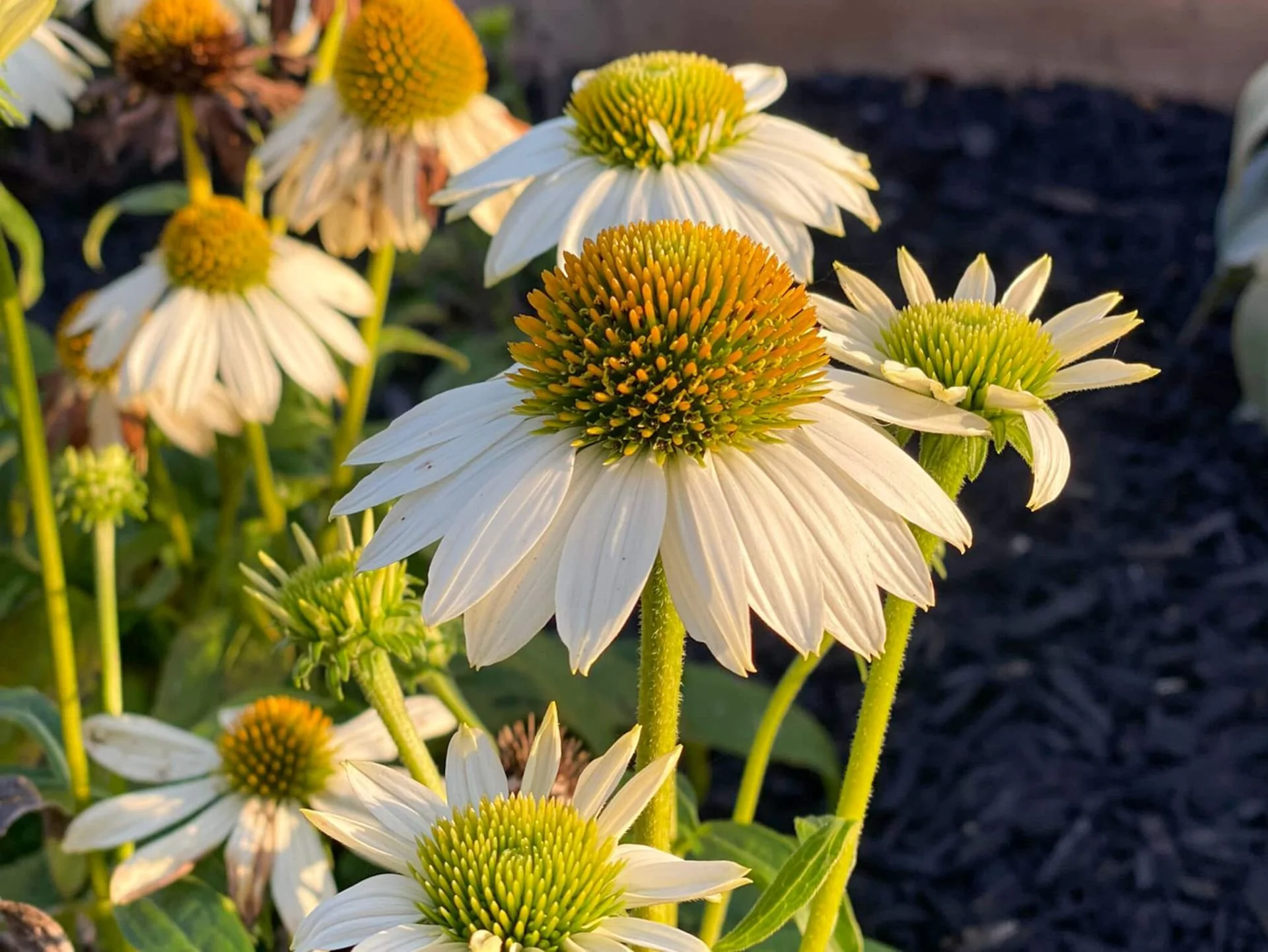 0283817_echinacea-purpurea-powwow-white.jpeg