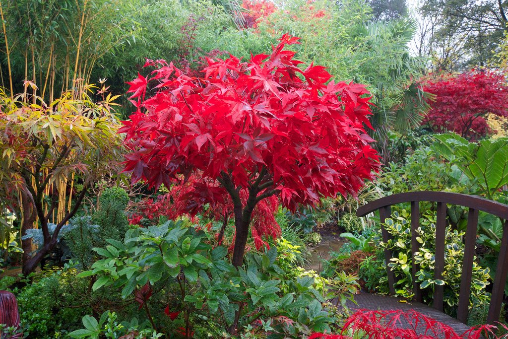ACERPALMATUM'OSAKAZUKI'.jpg
