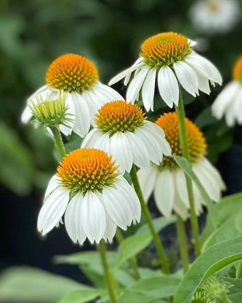 Echinacea_Pow_Wow_White.webp