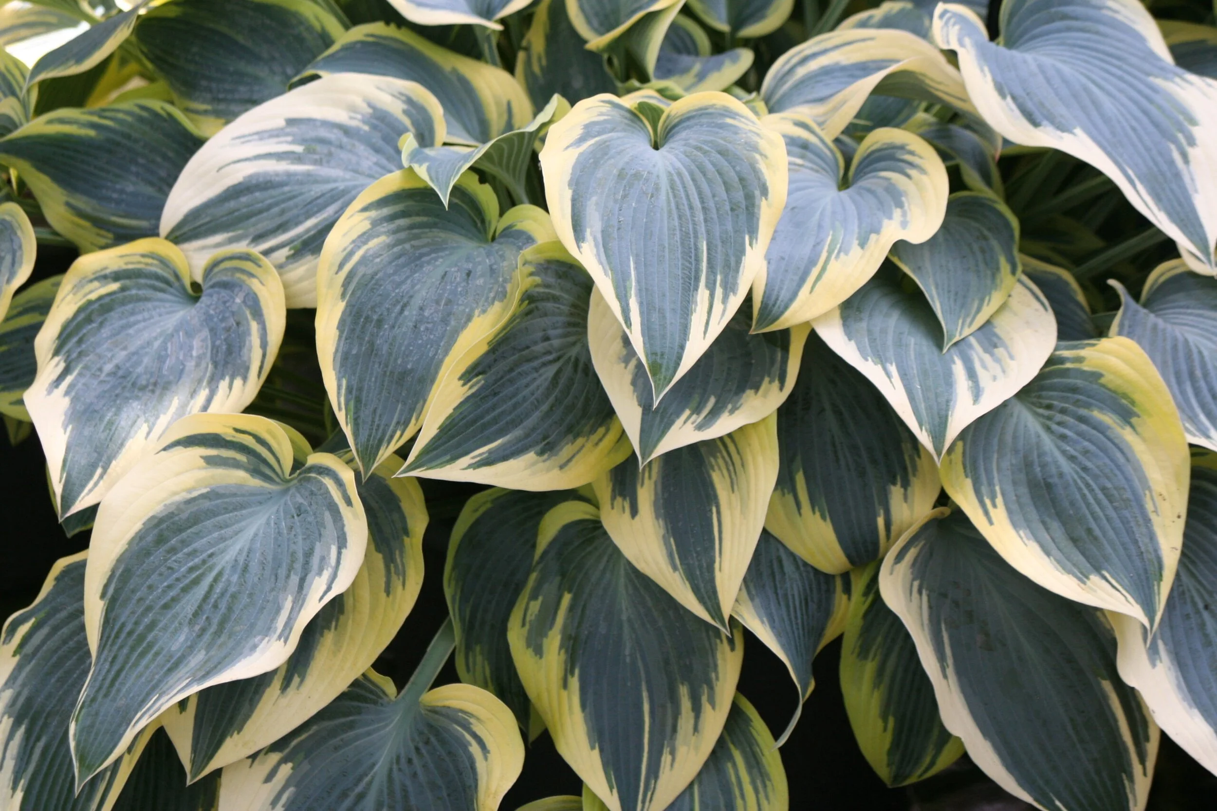 Hosta-First-Frost-1-1-scaled.jpg