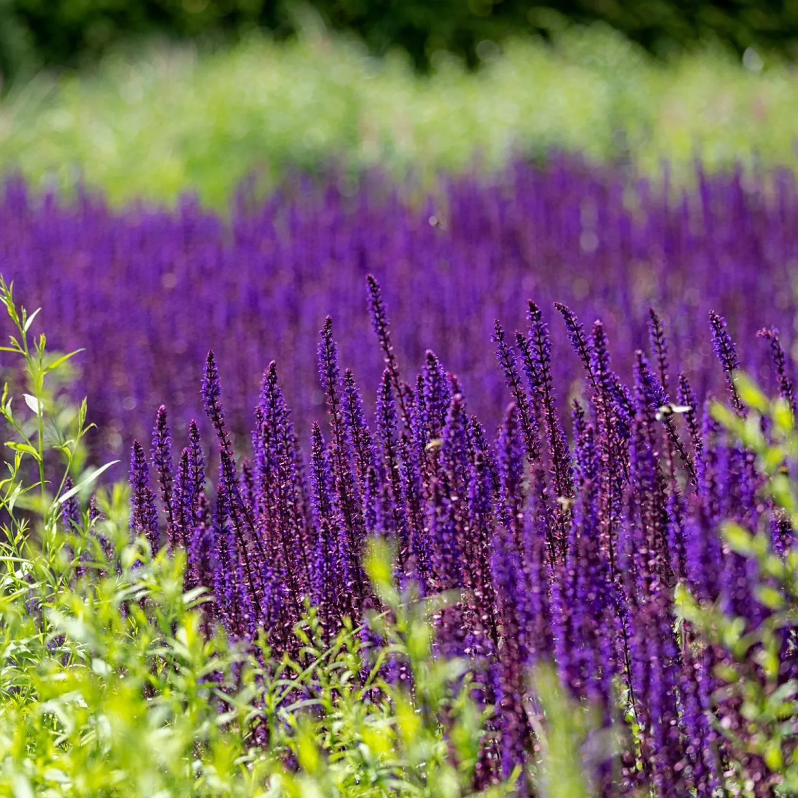 Salvia-nemorosa-Caradonna-Compact-Sauge-des-bois-copyright-18892-1.webp