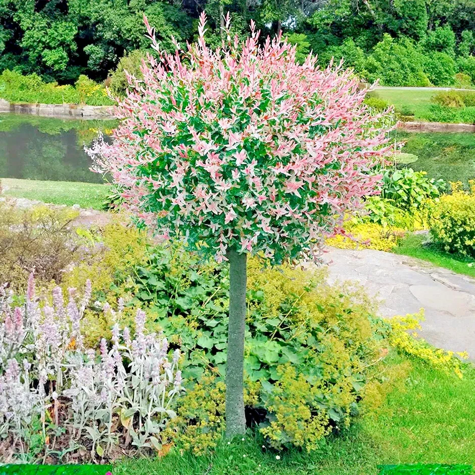 Salix Integra Flamingo (PBR) Willow 3Ltr Pot