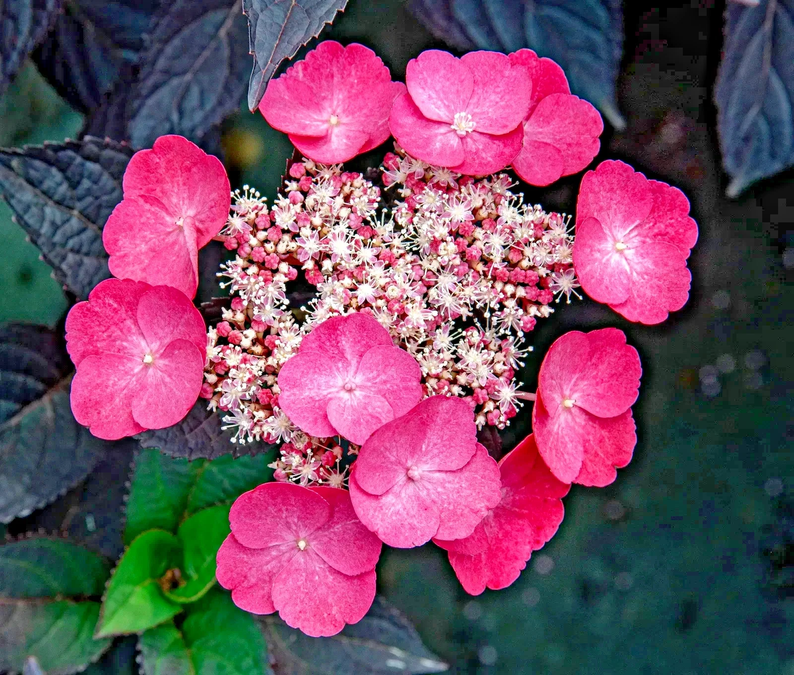 Hydrangea Serrata Daredevil New Variety - Flowering Lace Cap - 3Ltr Pot