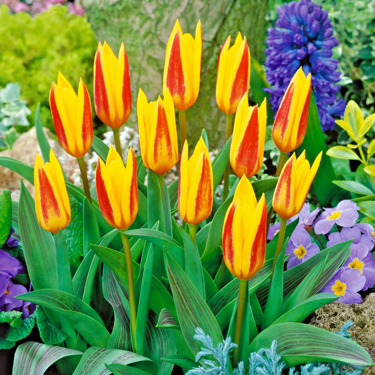 7x Tulip Dwarf Guiseppe Verdi - 2Ltr Pot