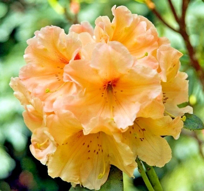 Rhododendron Apricot Fantasy - 4Ltr Pot