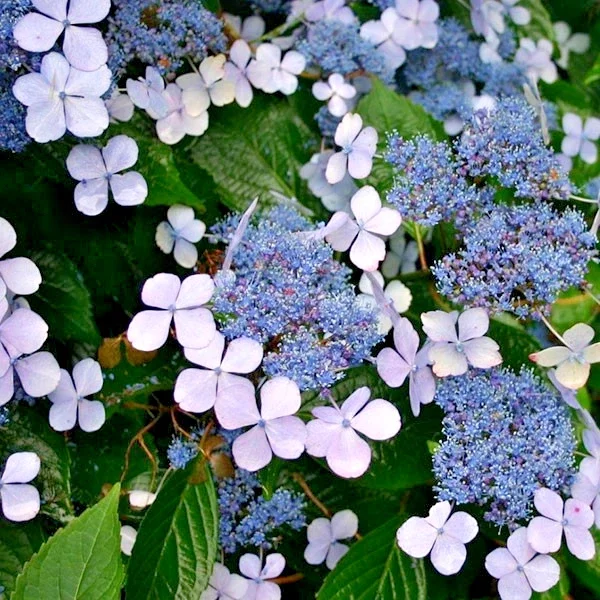 Hydrangea Serrata Blue Bird - Flowering Lace Cap - 3Ltr Pot