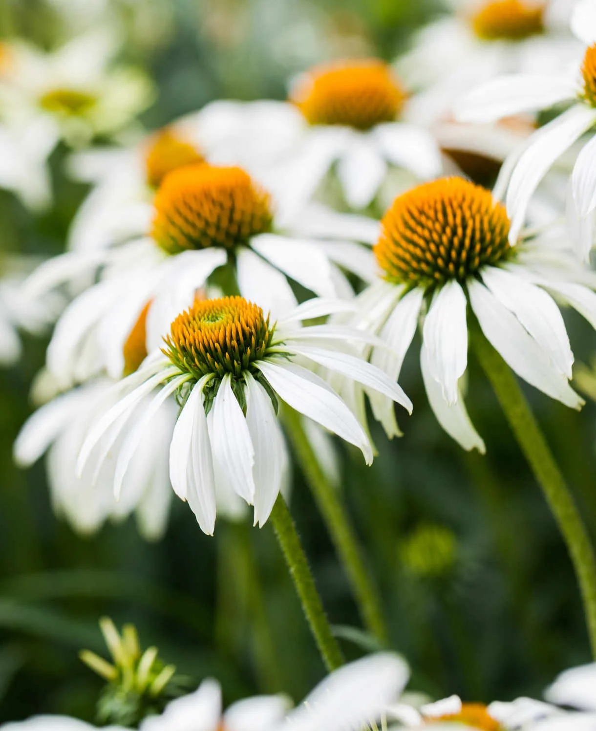 echinacea-white-swan-1220x1496_shutterstock_308691680_1.jpg