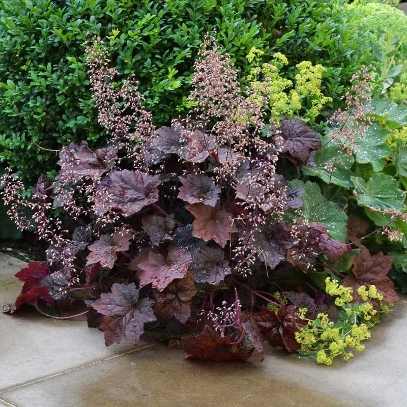 heuchera-micrantha-palace-purple-2.jpg