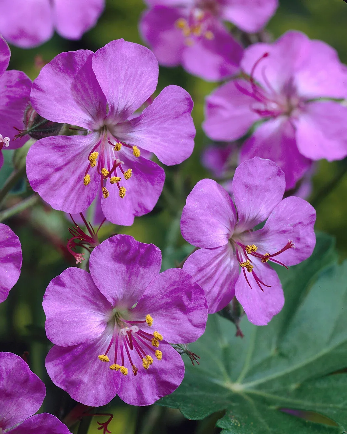 geranium-karmina-4.webp