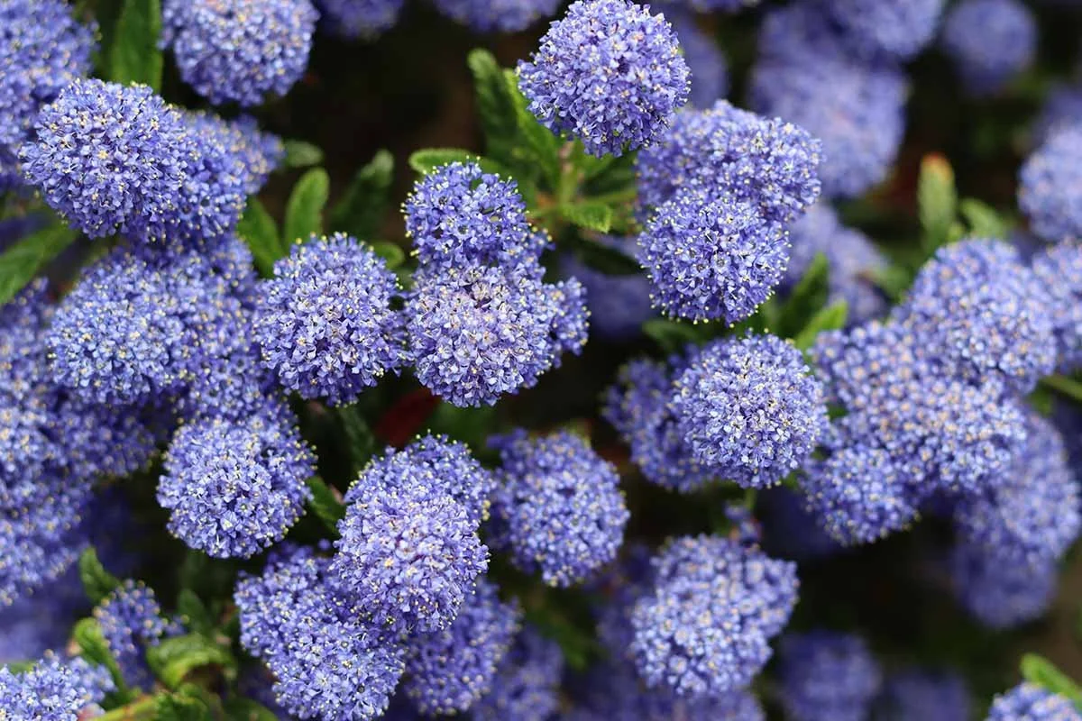 How-to-Grow-California-Lilac-Feature.jpg