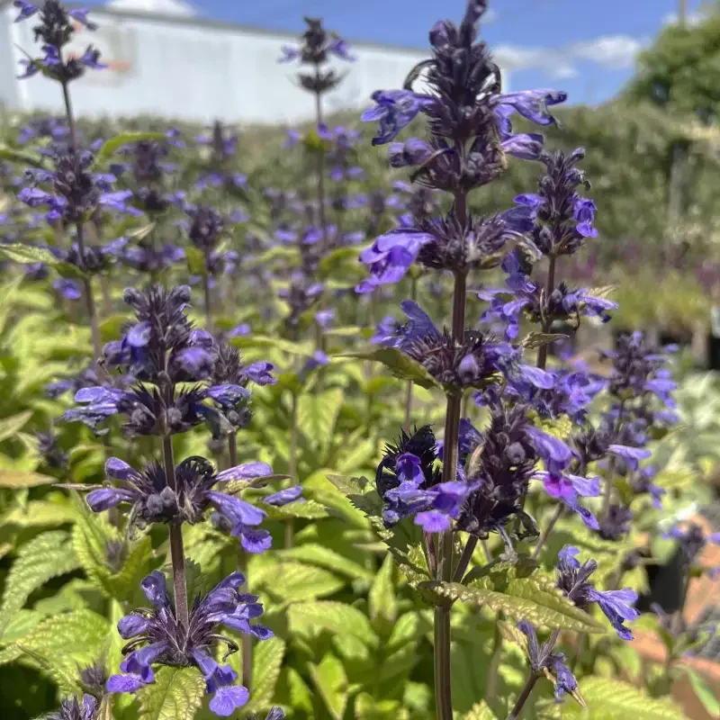 Nepeta Kubanica Neptune - Deluxe 1Lt Pot