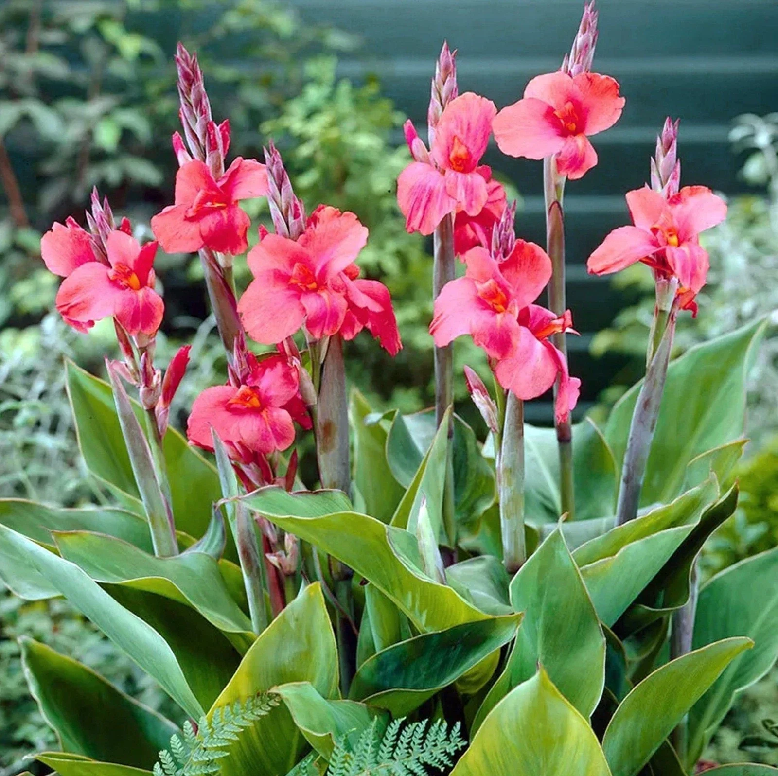 Canna Lily Pink Mrs Oklahoma - 3Ltr Pot