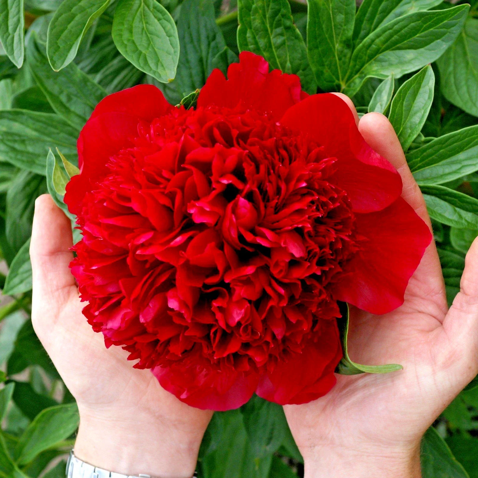 Peony Red Fragrant - 3Ltr Pot
