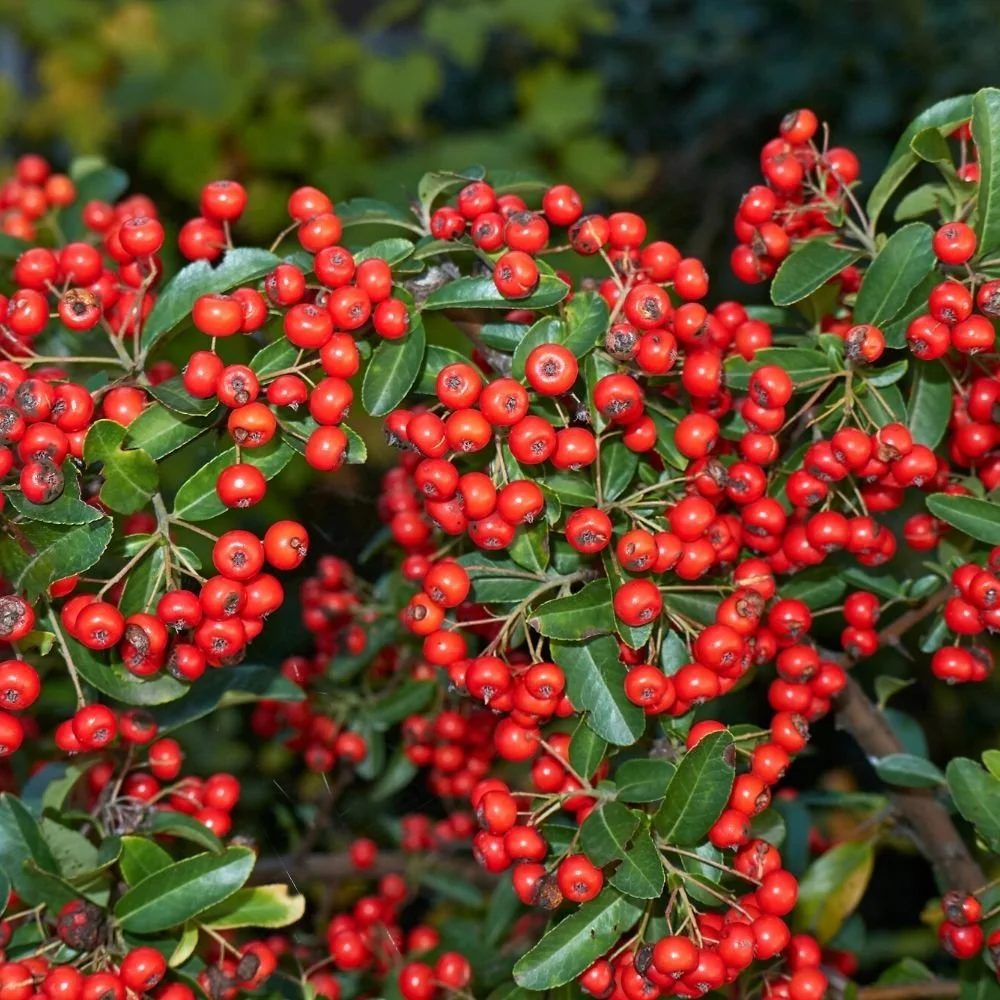 _p_y_pyracantha_-_red_1_.jpg