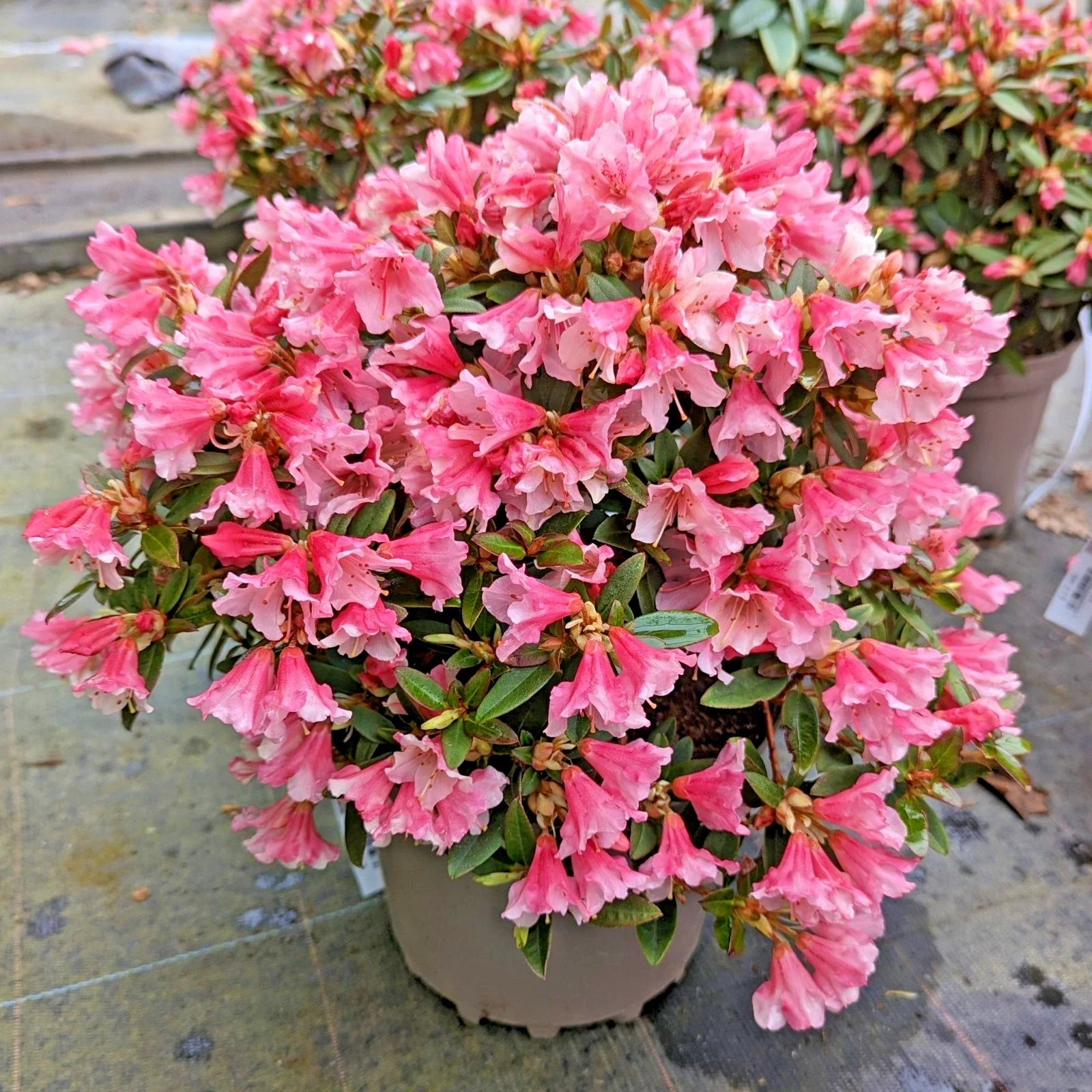 Rhododendron Wee Bee - 3Ltr Pot