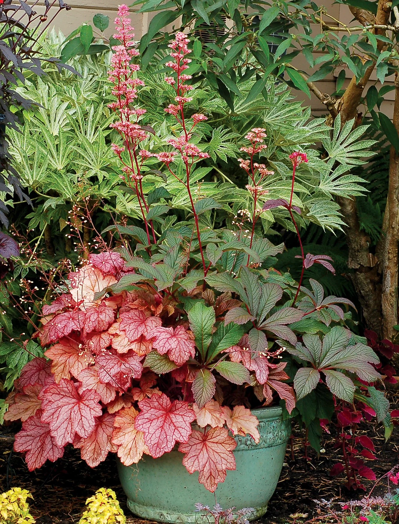 Rodgersia-Bronze-Peacock-12.jpg