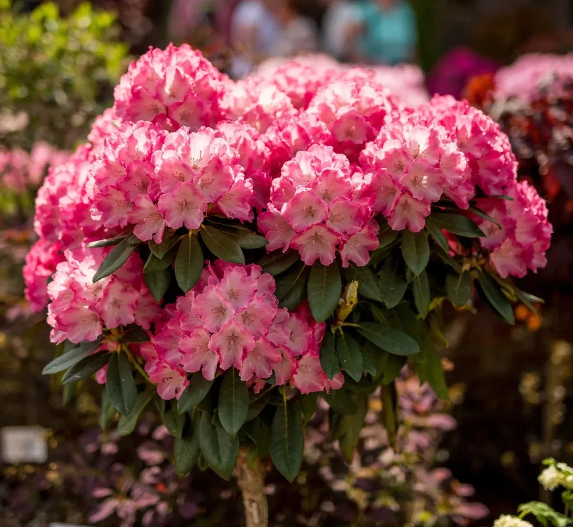 Rhododendron Golden Torch- 4Ltr Pot