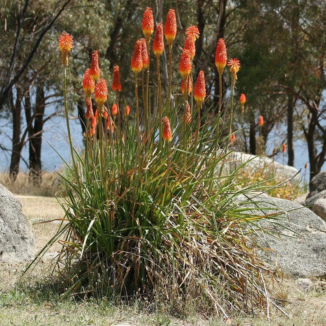 1200px-Kniphofia_uvaria_close.webp