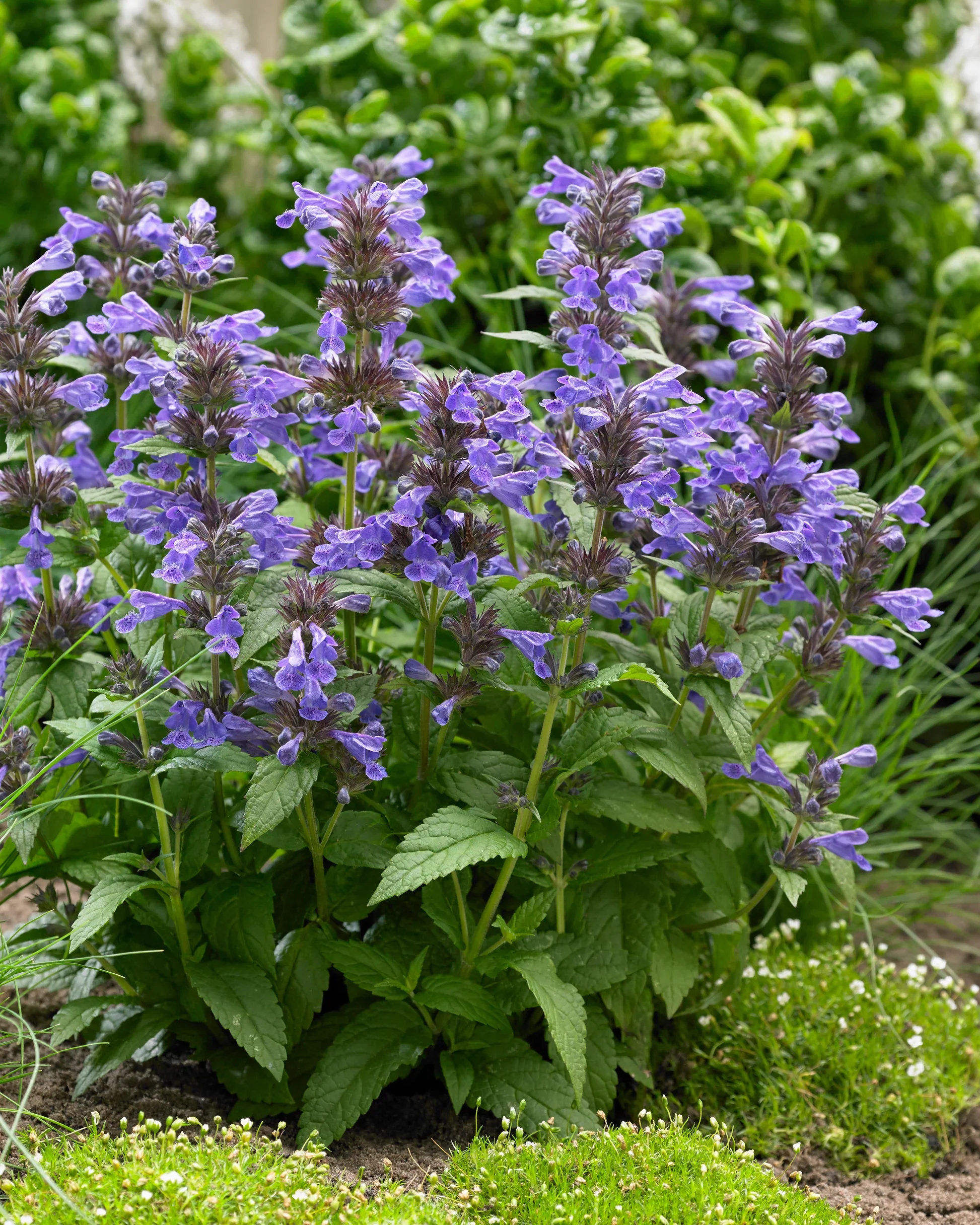 HIRES-Nepeta-Neptune.webp